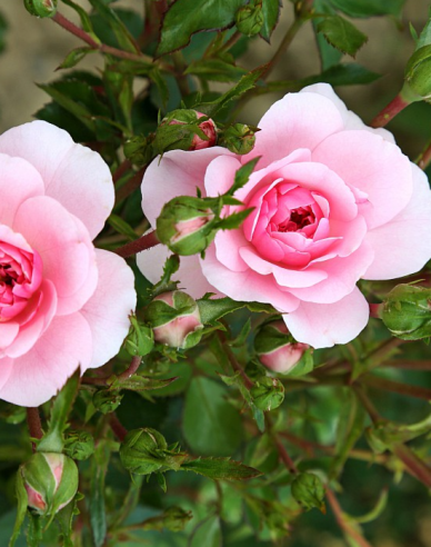 Ruža stromčeková ´ROSMARIN´