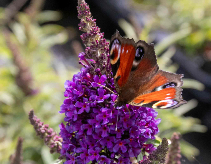 Budleja davidii ’Little Purple´ zakrslá