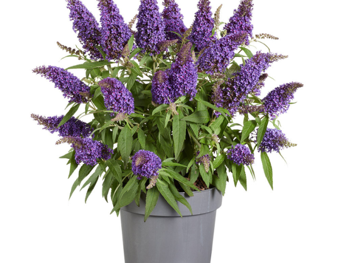 Budleja davidii ’Little Purple´ zakrslá