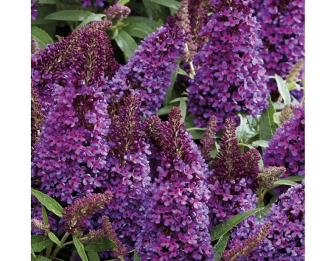Budleja davidii ’Little Purple´ zakrslá