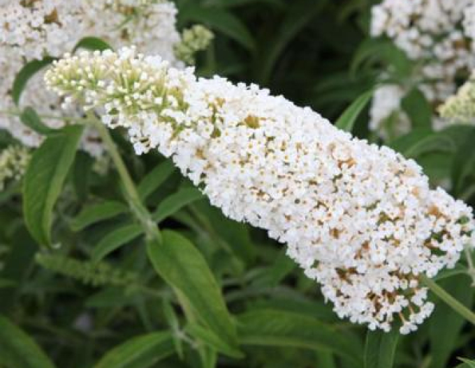 Budleja davidii ’Little Rockstar´ zakrslá