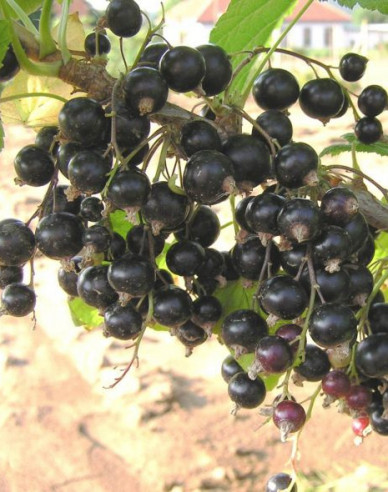 Ríbezľa čierna ‘Ben Hope’ Stromčeková, 2l