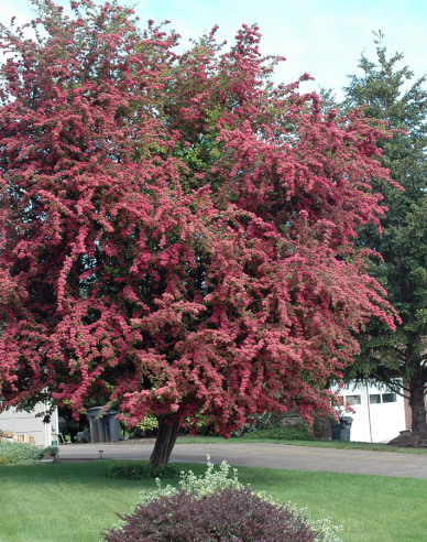 Hloh obyčajný ´Paul´s Scarlet´