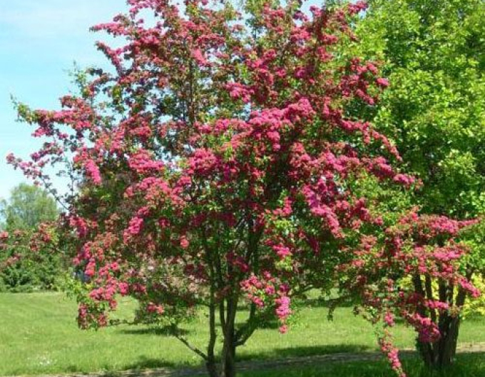 Hloh obyčajný ´Paul´s Scarlet´
