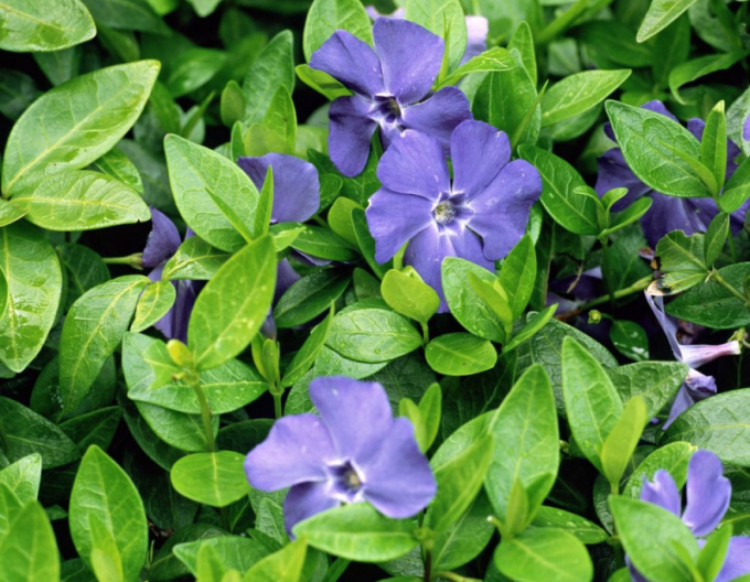 Zimozeleň menšia (vinca minor)