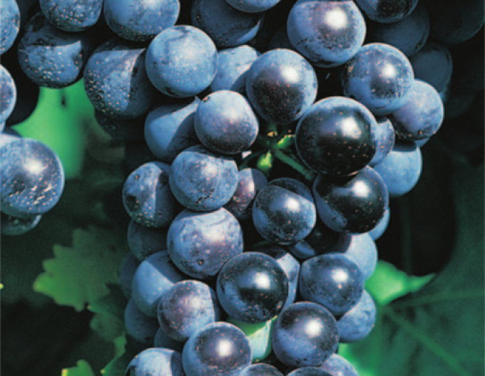 Vinič stolový ´Muscat Blue´, 2l kont.