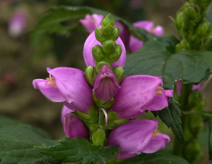 Želonice lysá - Chelone Obliqua