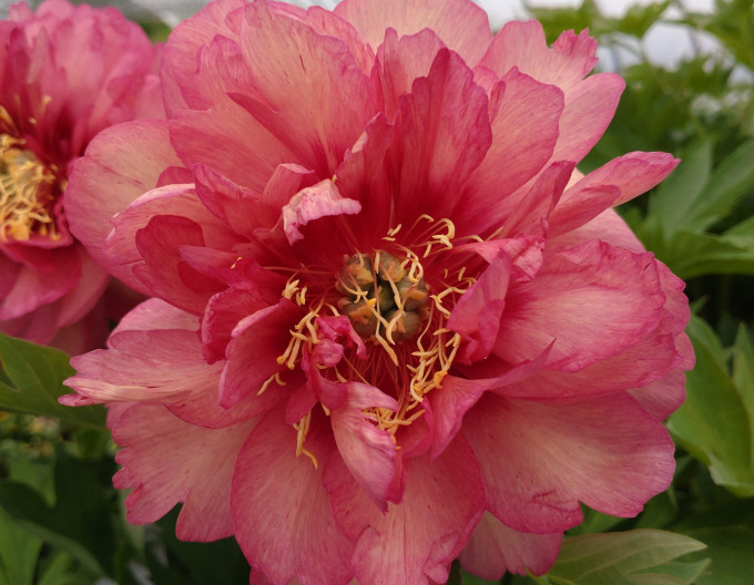 Pivonka itoh ’Hillary’  hybrid