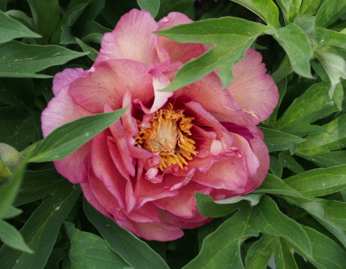 Pivonka itoh ’Hillary’  hybrid