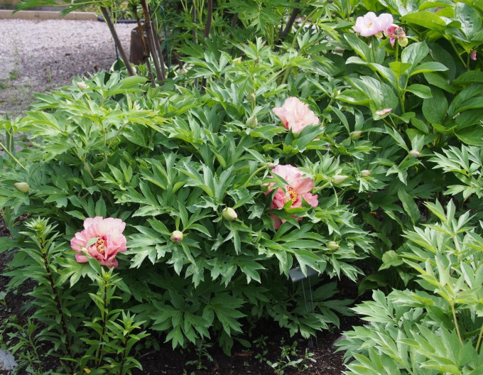 Pivonka itoh ’Hillary’  hybrid
