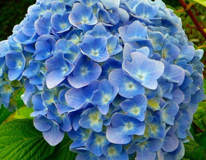 Hortenzia kalinolistá ´Fabolo Blue´