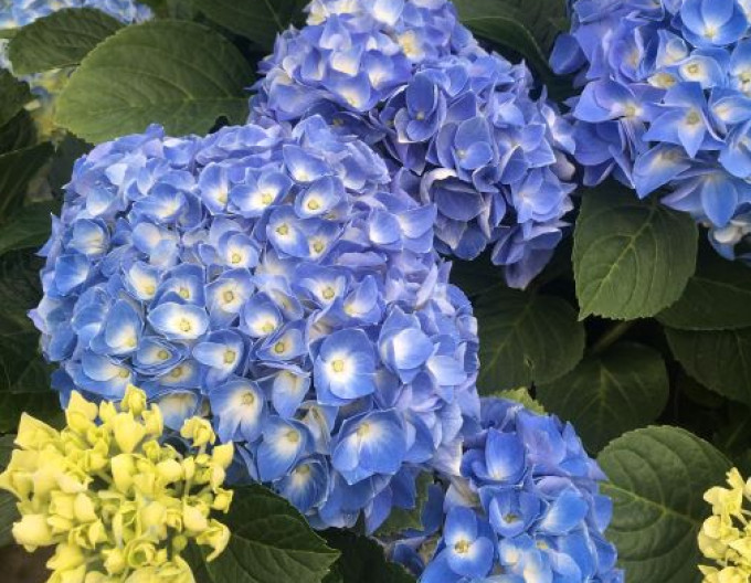 Hortenzia kalinolistá ´Fabolo Blue´
