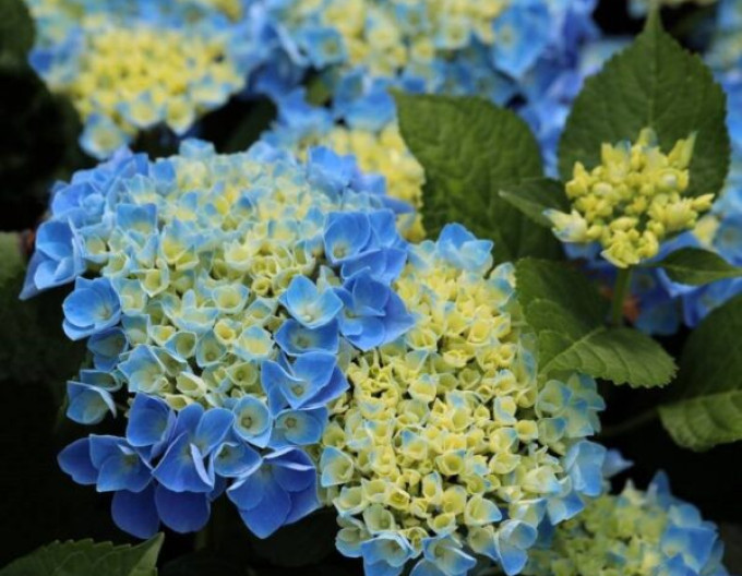 Hortenzia kalinolistá ´Fabolo Blue´