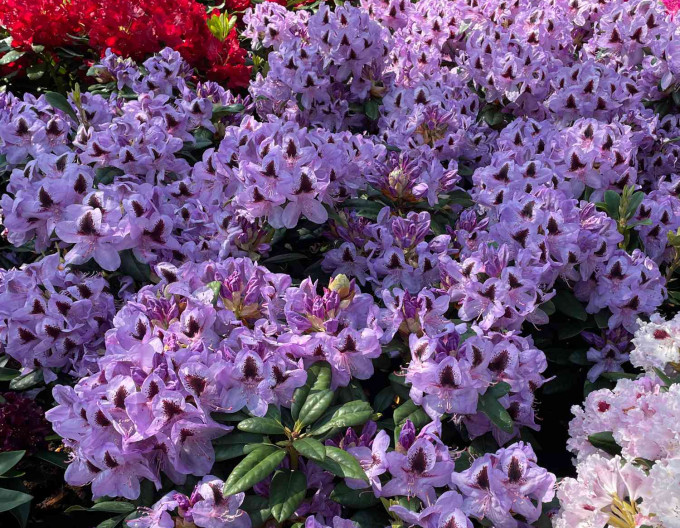 Rododendrón ´Metallica´