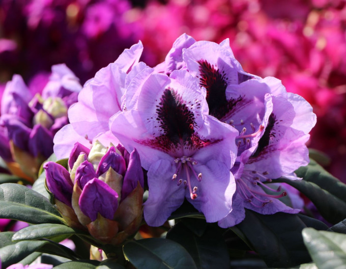 Rododendrón ´Metallica´