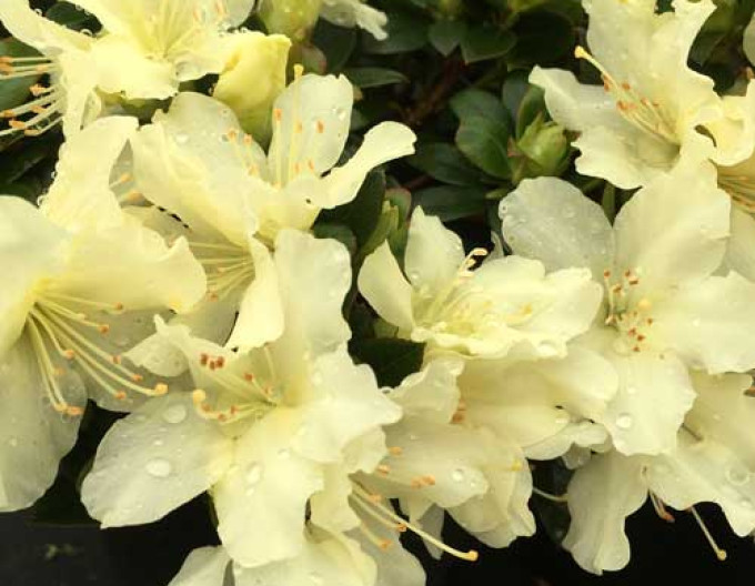 Rododendrón ´Golden Wonder´