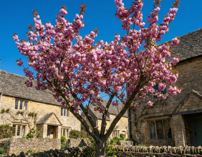 Čerešňa okrasná ´Kanzan´ (Sakura)