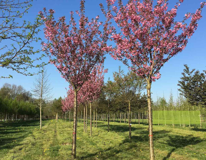 Čerešňa okrasná ´Kanzan´ (Sakura)