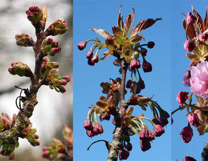 Čerešňa okrasná ´Kanzan´ (Sakura)