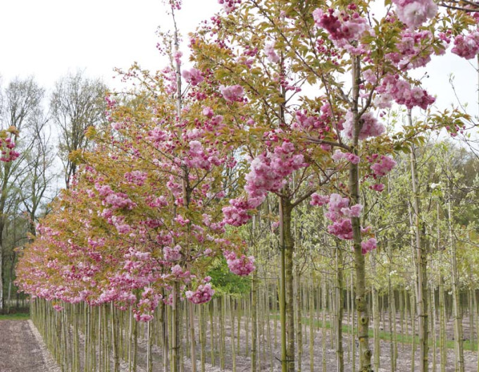 Čerešňa okrasná ´Pink Perfection´ (Sakura)