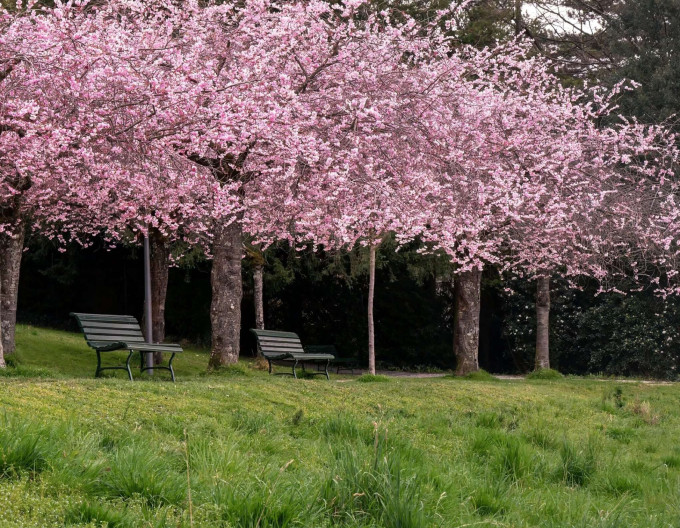 Čerešňa okrasná ´Pink Perfection´ (Sakura)