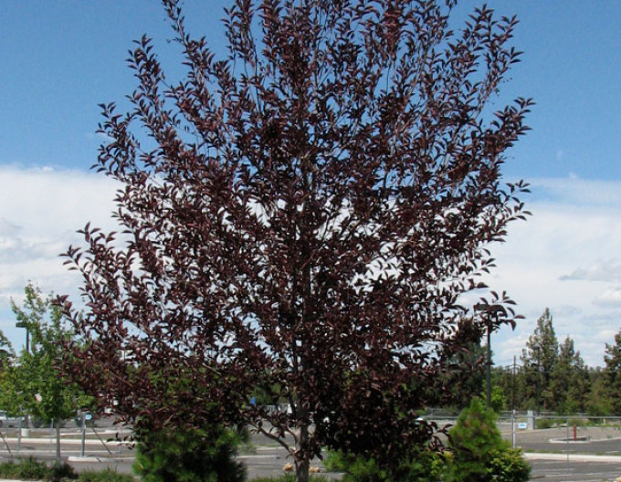 Čremcha virgínska ’Canada Red’ - Prunus virginiana