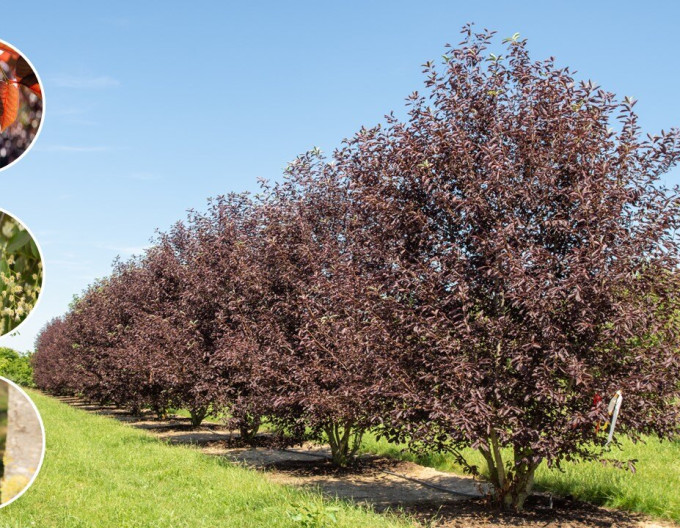 Čremcha virgínska ’Canada Red’ - Prunus virginiana
