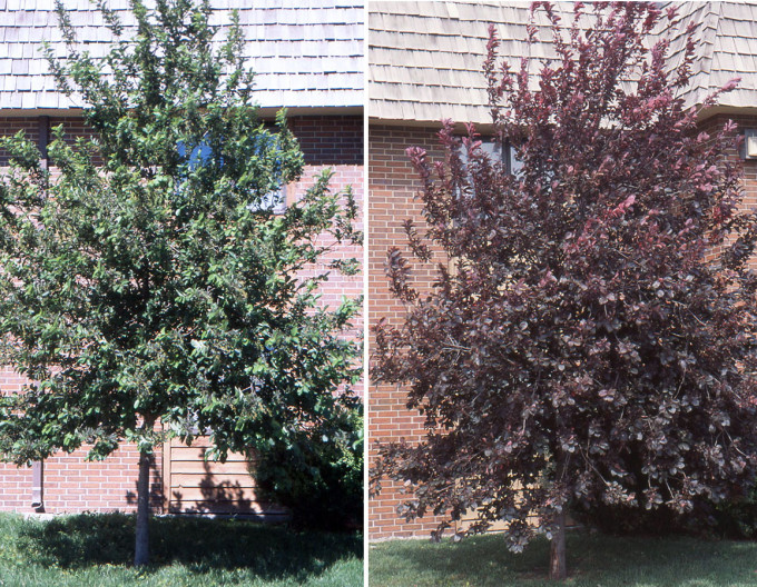 Čremcha virgínska ’Canada Red’ - Prunus virginiana