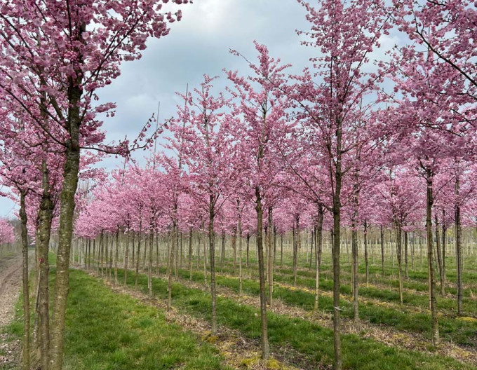 Čerešňa okrasná ´Accolade´ (Sakura)