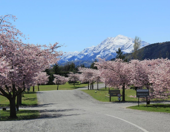 Čerešňa okrasná ´Accolade´ (Sakura)
