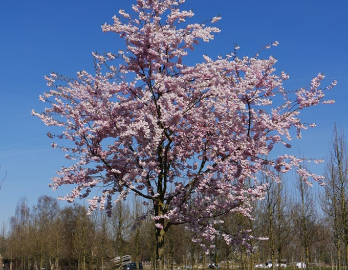 Čerešňa okrasná ´Accolade´ (Sakura)