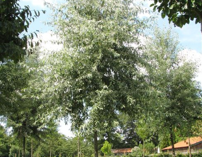 Hlošina úzkolistá