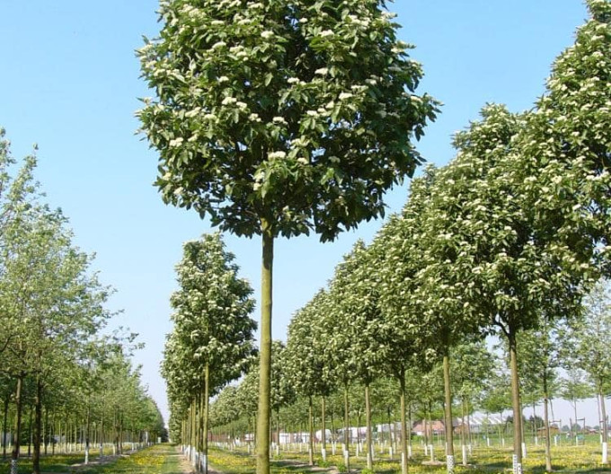 Jarabina durínska ’Fastigiata’