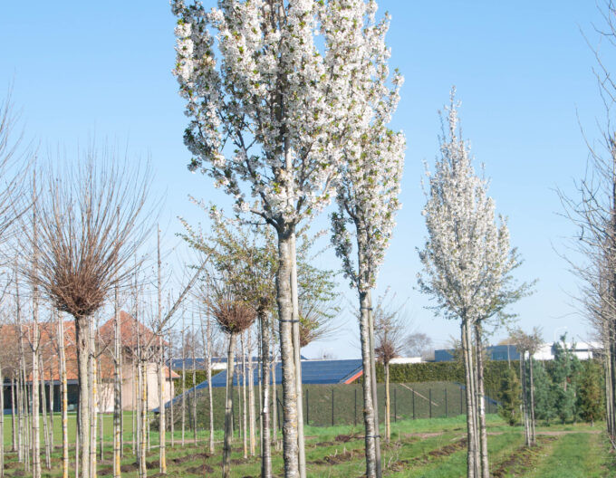 Čerešňa okrasná ´Umineko´ (Sakura)