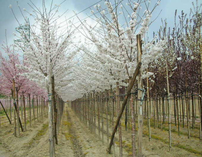 Čerešňa okrasná ´Umineko´ (Sakura)