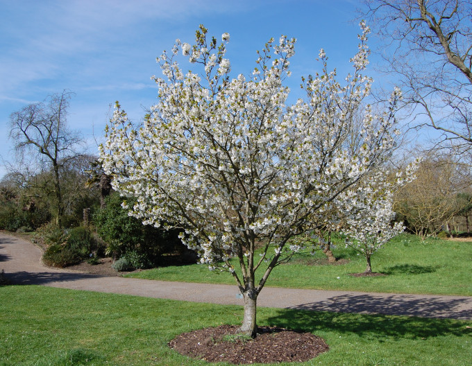 Čerešňa okrasná ´Umineko´ (Sakura)
