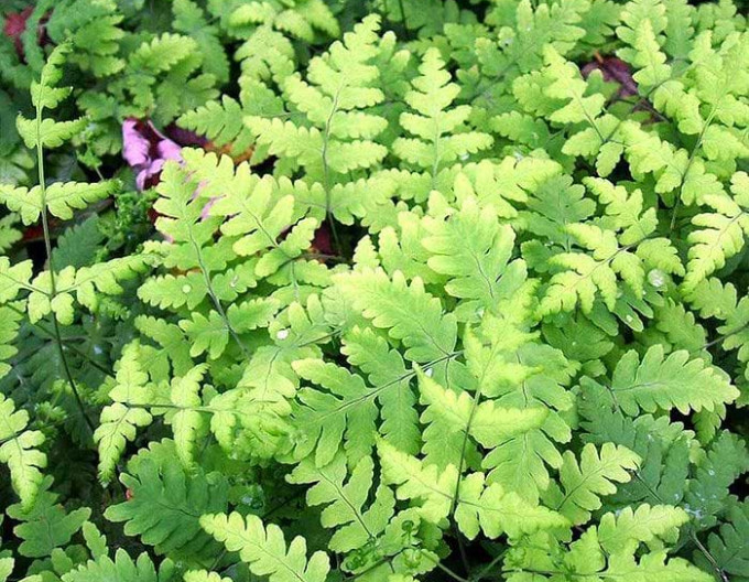 Papraď dubová ´Plumosum´