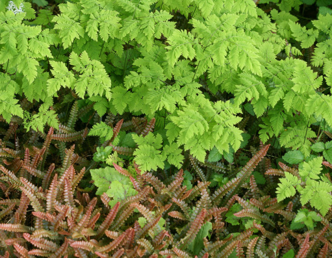 Papraď dubová ´Plumosum´
