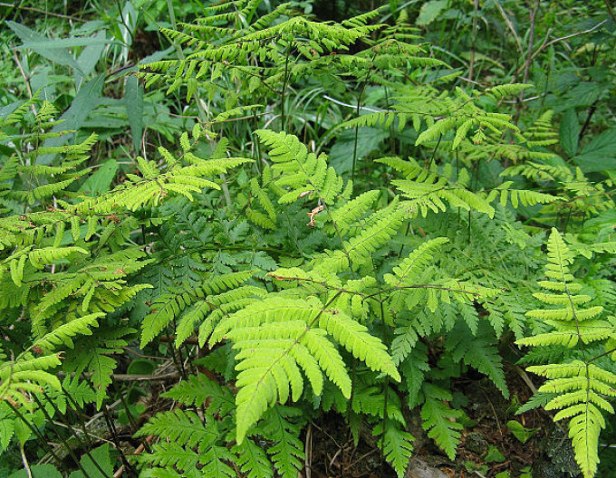 Papraď dubová ´Plumosum´