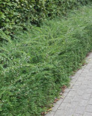 Zemolez kapucňovitý ´Moss Green´