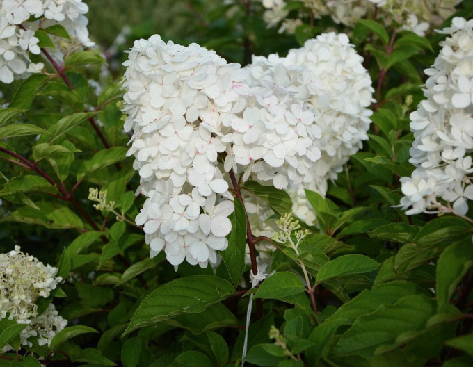 Hortenzia metlinatá ´Grandiflora´
