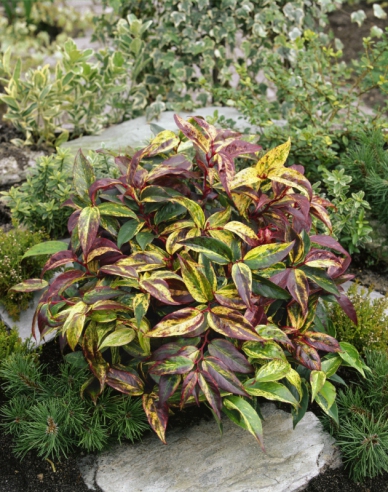 Leukote walteri ’RAINBOW’