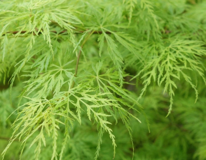 Javor  Dissectum ´Viridis´ na kmienku