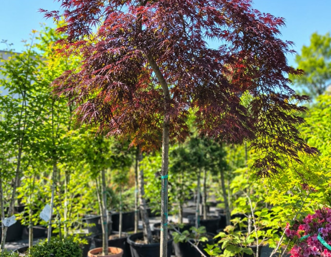 Javor ´Atropurpureum´ na kmienku
