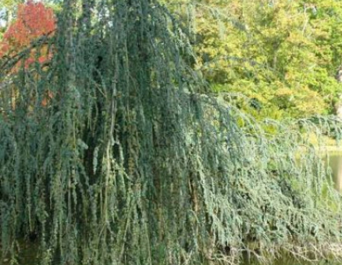 Céder atlantský ´Glauca Pendula´ 150/170cm