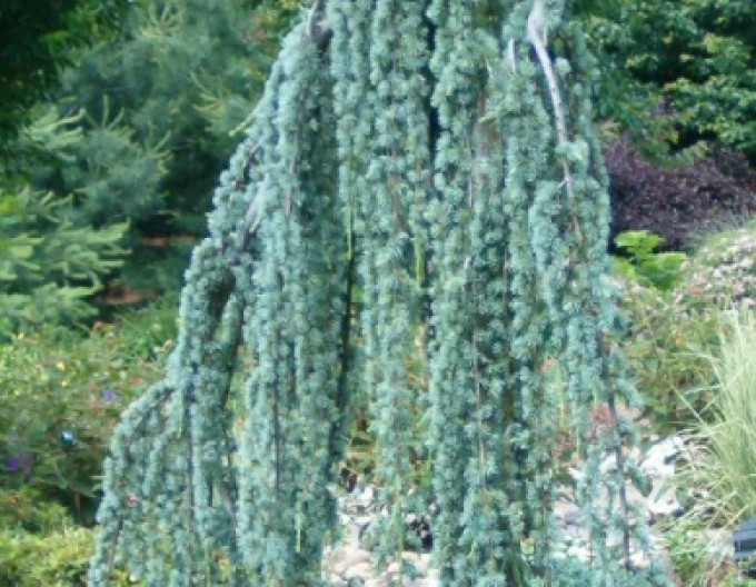 Céder atlantský ´Glauca Pendula´ 150/170cm