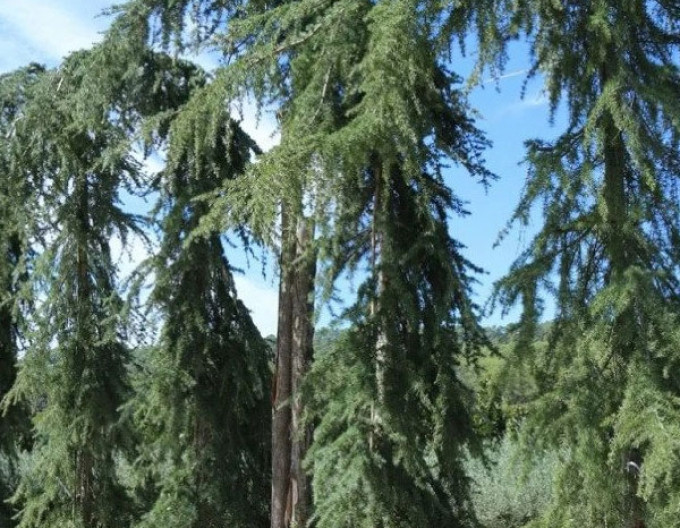 Céder himalájsky ´Pendula´ 150+