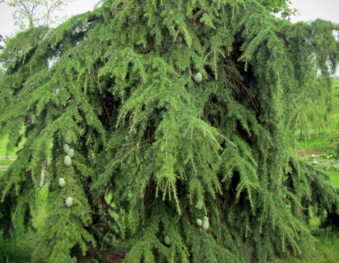 Céder himalájsky ´Pendula´ 150+