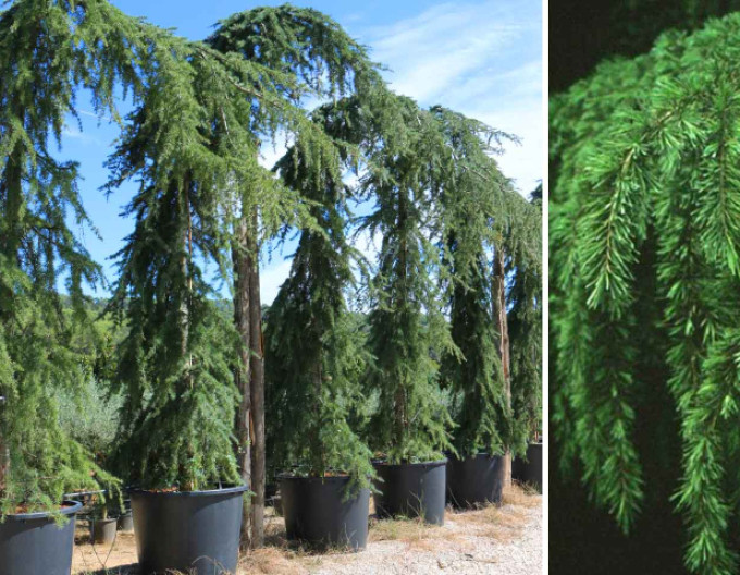 Céder himalájsky ´Pendula´ 150+