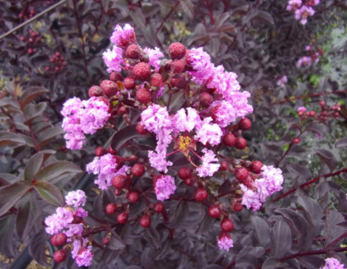 Myrta krepová ´BLACK SOLITAIRE® ’Purely Purple’´